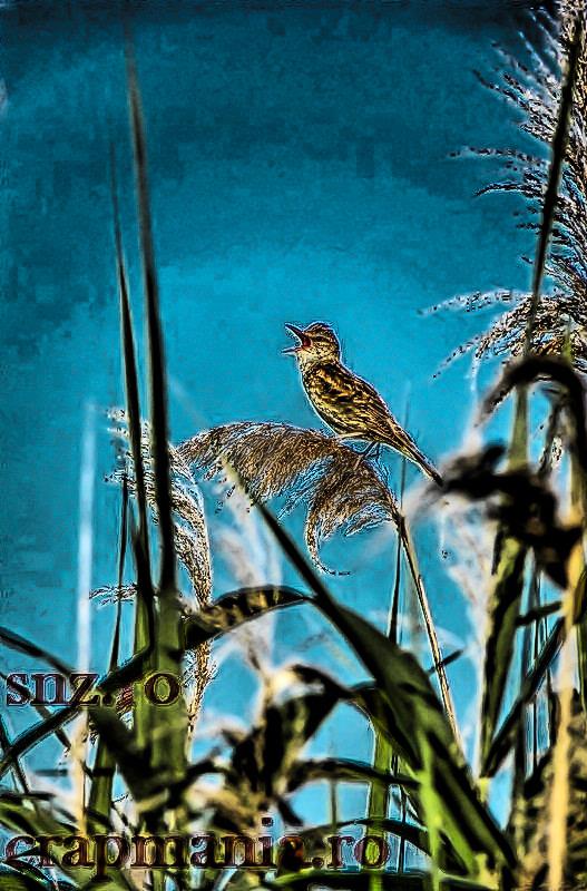 Senior Trophy (3) - 2013 - 1012927hdrmode2.jpg